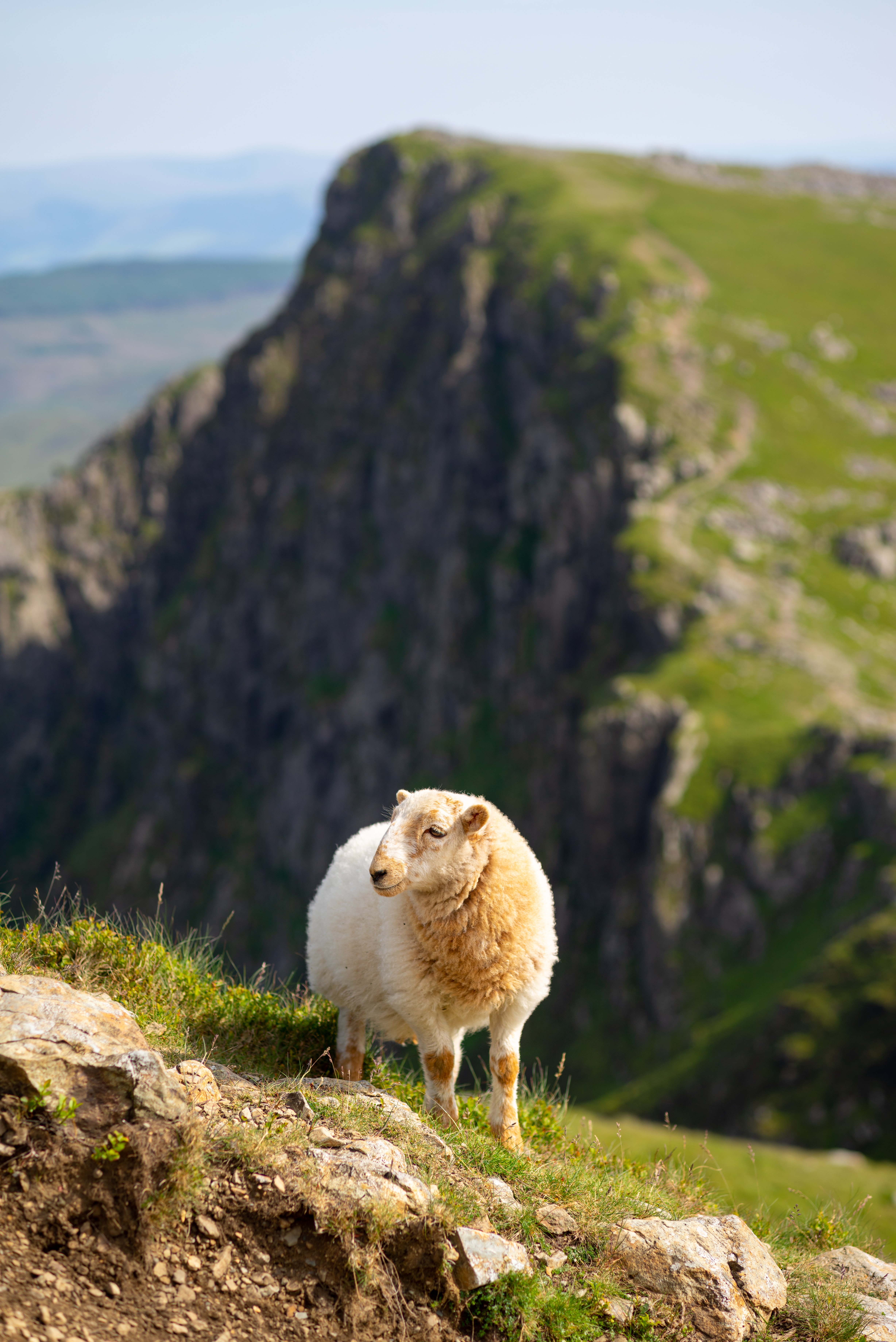 sheep grazing